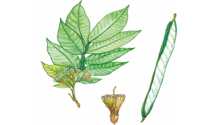 amapola